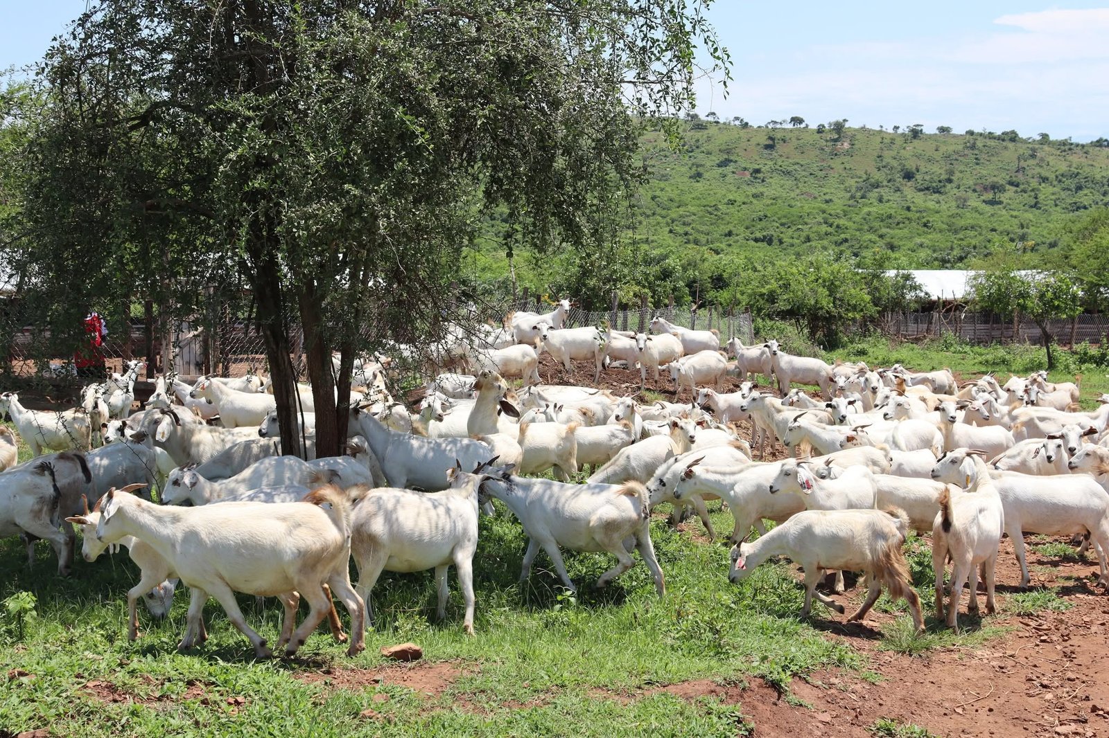 City Farm Uganda