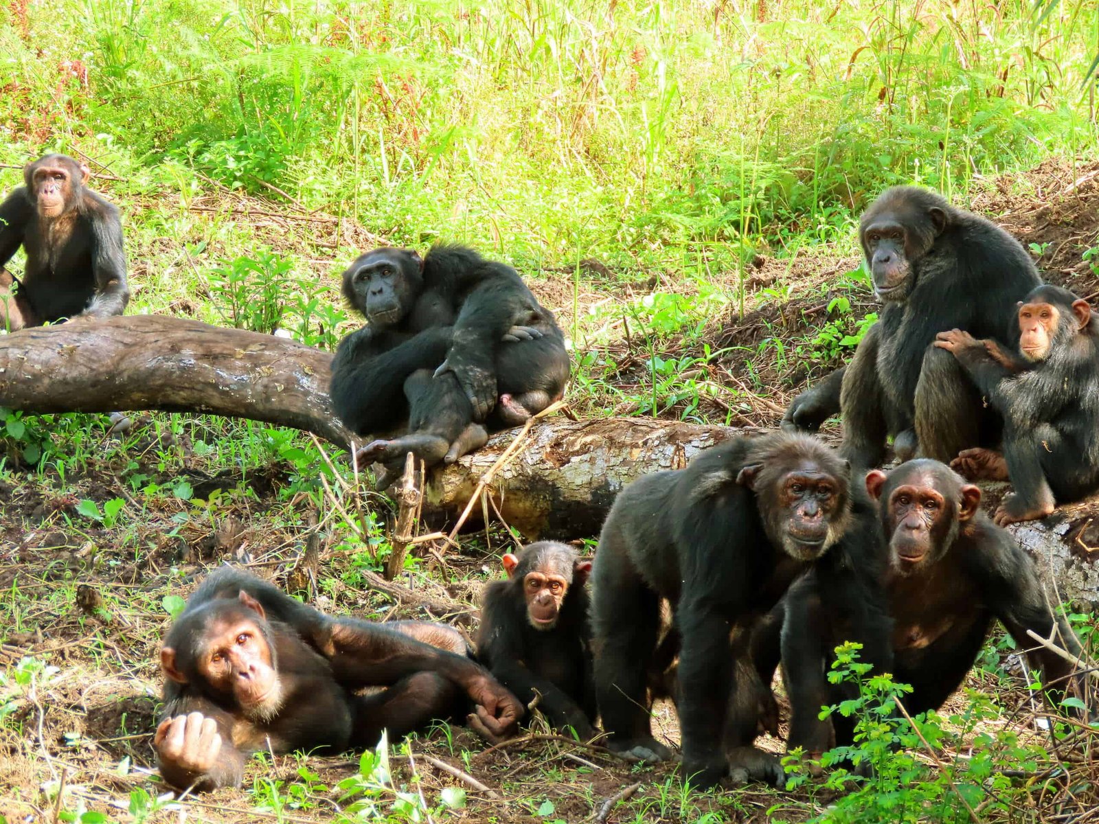 Bulindi Chimpanzee
